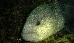 wolf-eel-at-tyee-cove.jpg