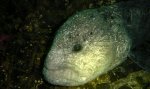 wolf-eel-at-tyee-cove.jpg